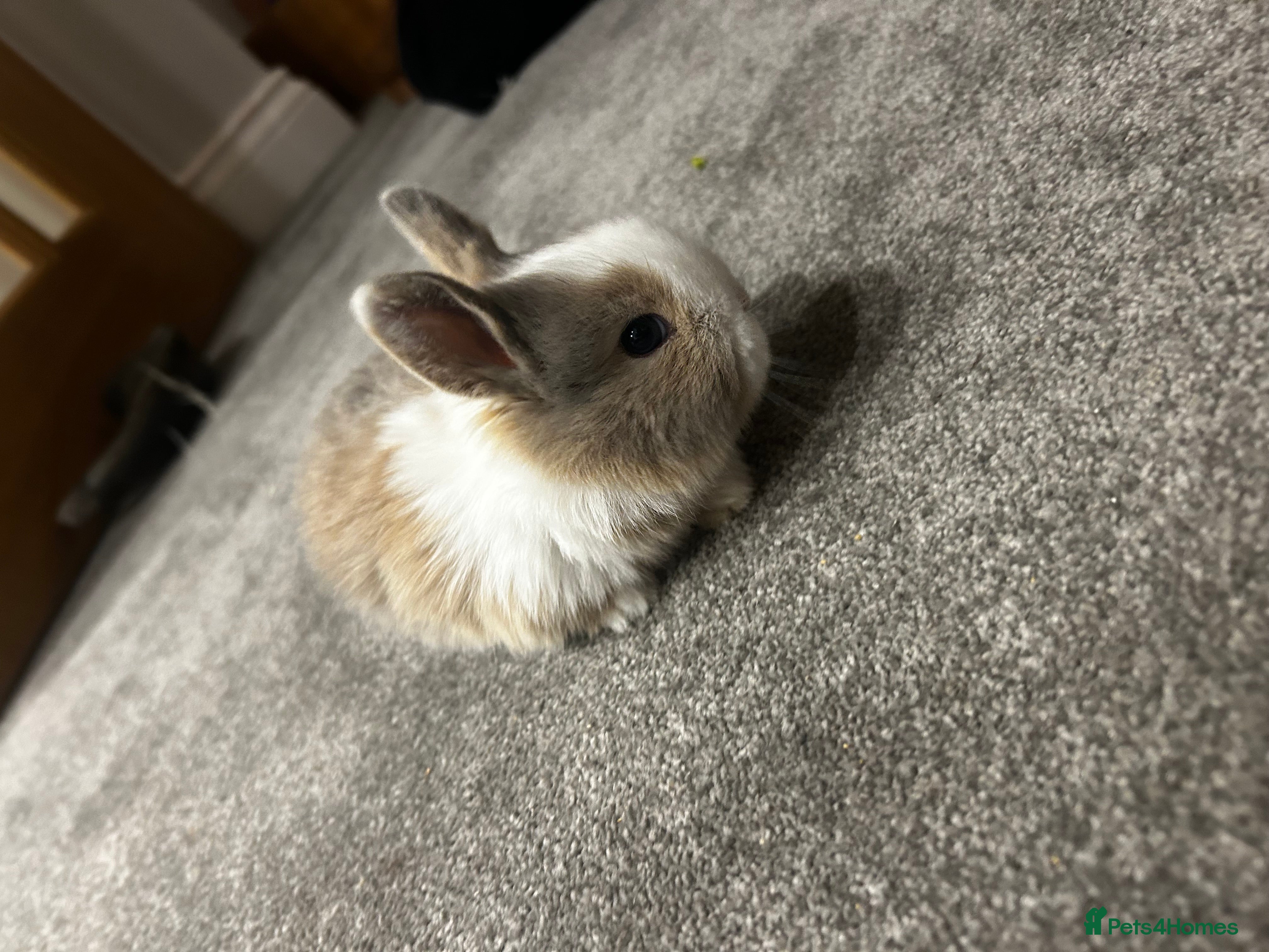 Mixed Breed rabbits Mini lop x lop - Advert 5