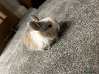 Mixed Breed rabbits Mini lop x lop - Advert 1