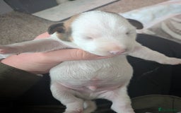 Jack Russell dogs for sale: 3 Jack Russell puppies - Image 10
