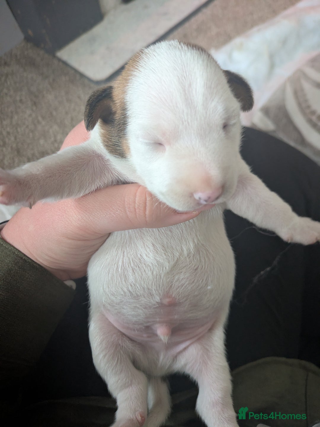Jack Russell dogs for sale: 3 Jack Russell puppies - Image 10