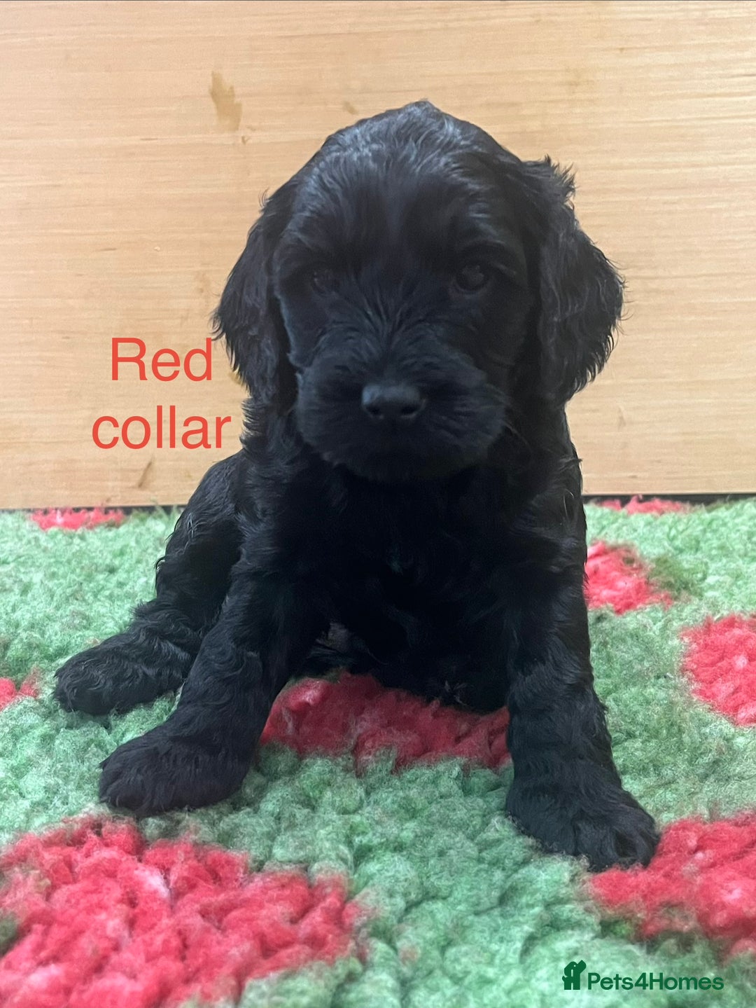 Cockapoo dogs for sale: Beautiful cockapoo puppies! - Advert 7