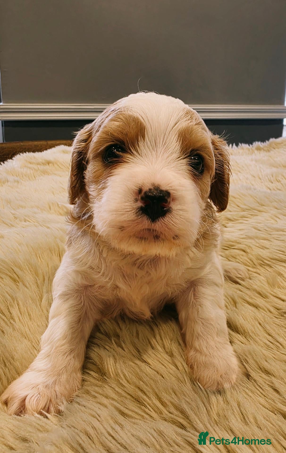 Cavachon dogs 1 BOY LEFT💙💙🐾 - Advert 1