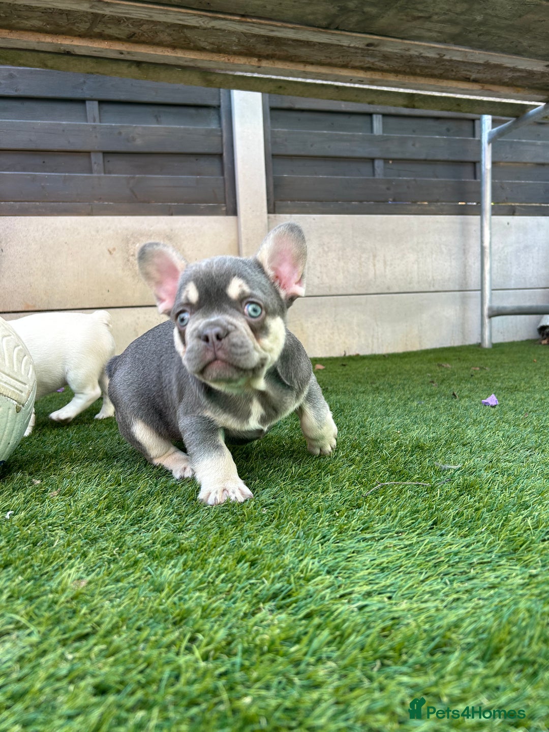 French Bulldog dogs for sale: Pink French bulldog puppies - Image 10