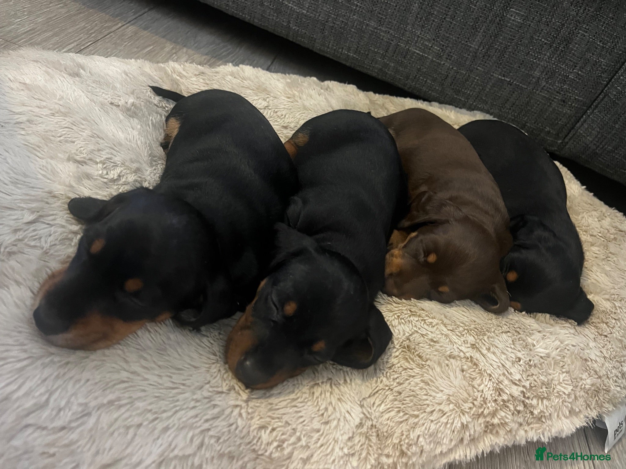 Miniature Dachshund dogs Miniature Dachshund puppies (smooth haired)  - Advert 17