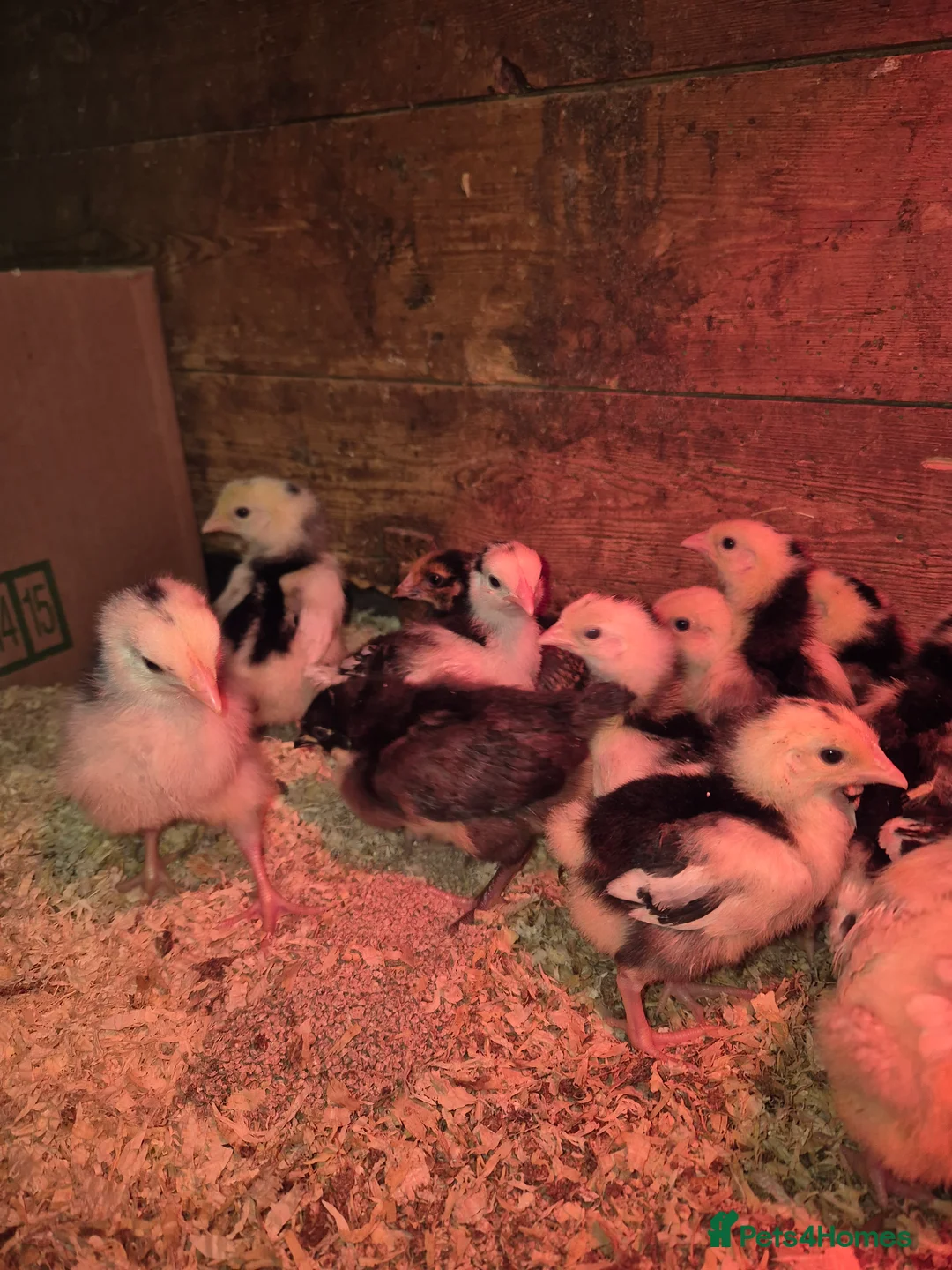 Chickens poultry for sale: Chickens for sale - Advert 5