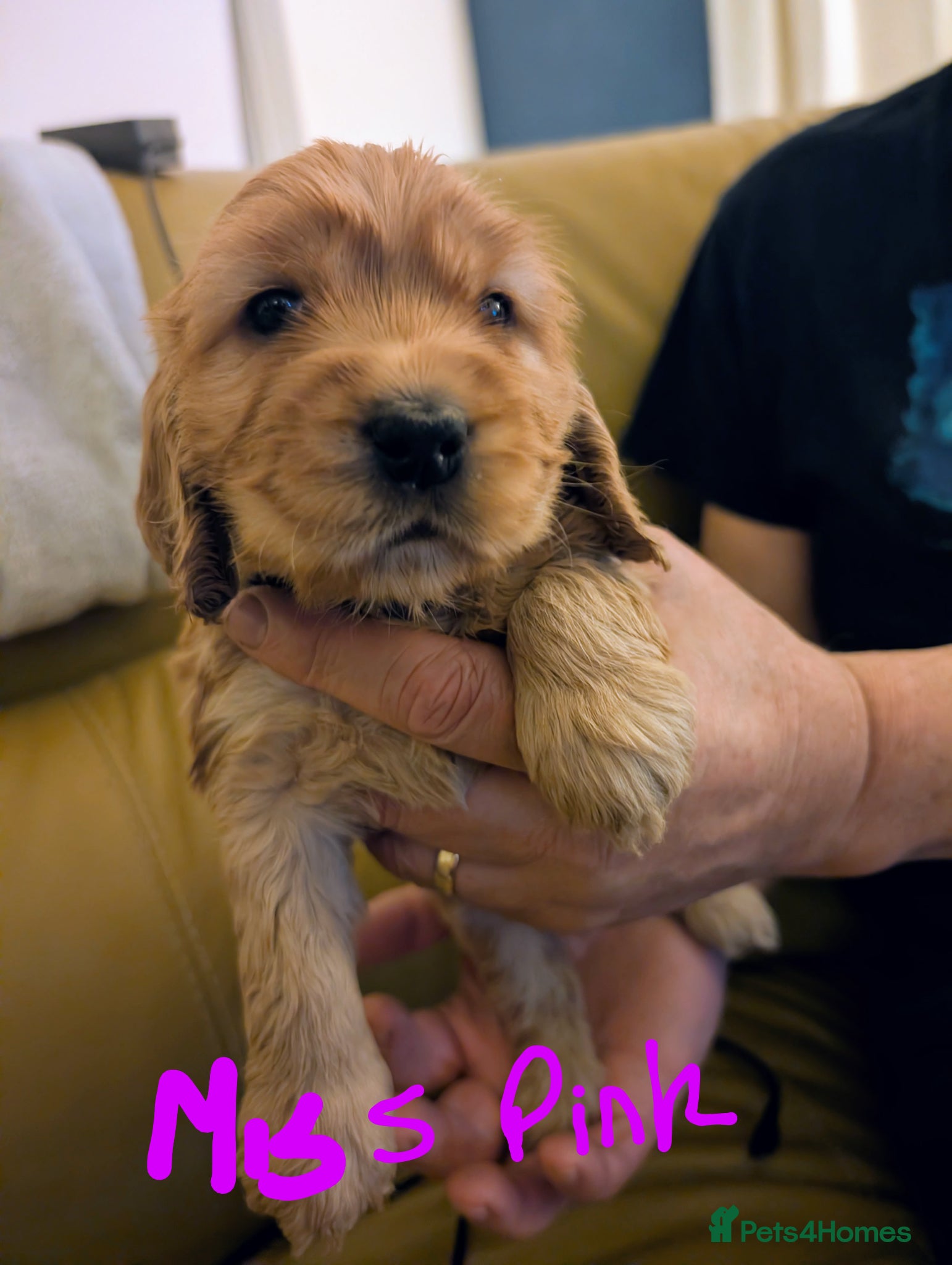 Cocker Spaniel dogs Adorable KC reg, SHow, Pure, Gold Cocker Puppies   - Advert 2