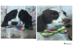 Cocker Spaniel dogs for sale: Well socialised Pedigree Cocker pups - Image 3