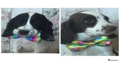 Cocker Spaniel dogs - Advert 4
