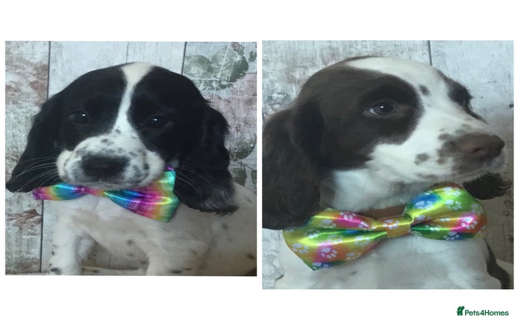 Cocker Spaniel dogs - Advert 3