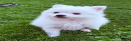Pomeranian dogs for sale: Beautiful Pomeranian Puppies  - Advert 7