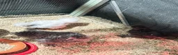 Chickens poultry for sale: USA silkie Chickens  - Advert 2