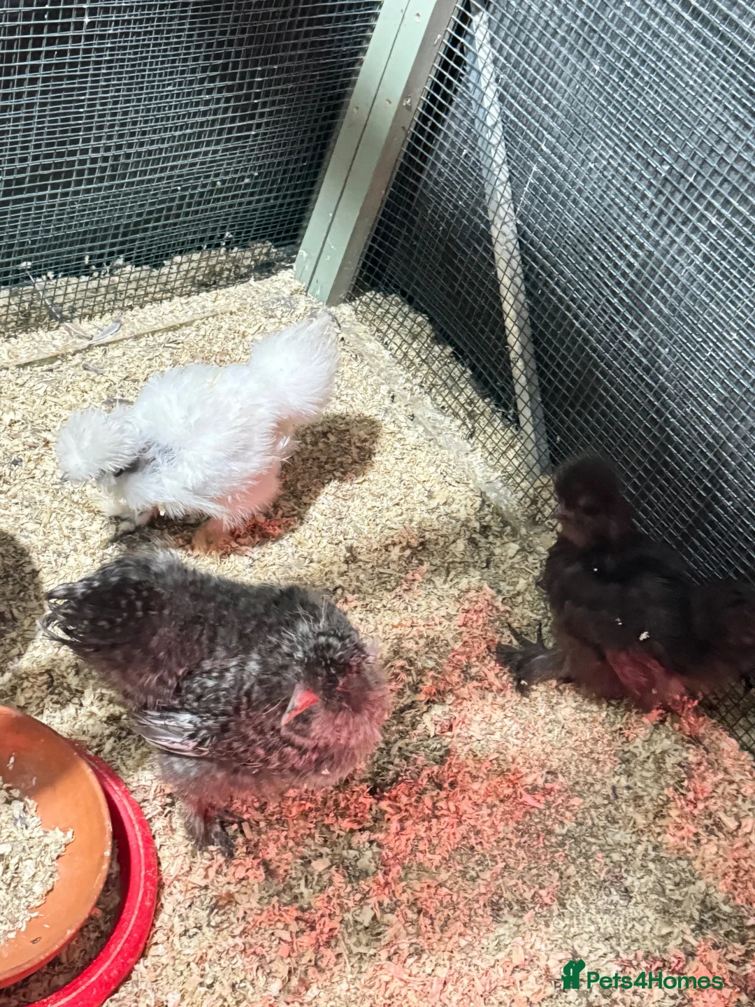 Chickens poultry for sale: USA silkie Chickens  - Advert 2