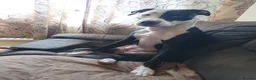 Mixed Breed dogs for sale: Zara needs a loving forever home! - Advert 22