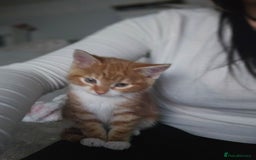 Domestic Shorthair cats for sale: Kittens looking for forever home 🧡🤎🧡 - Image 7