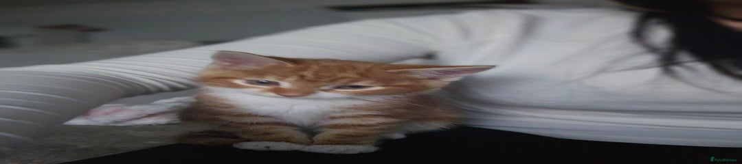 Domestic Shorthair Kitten 1