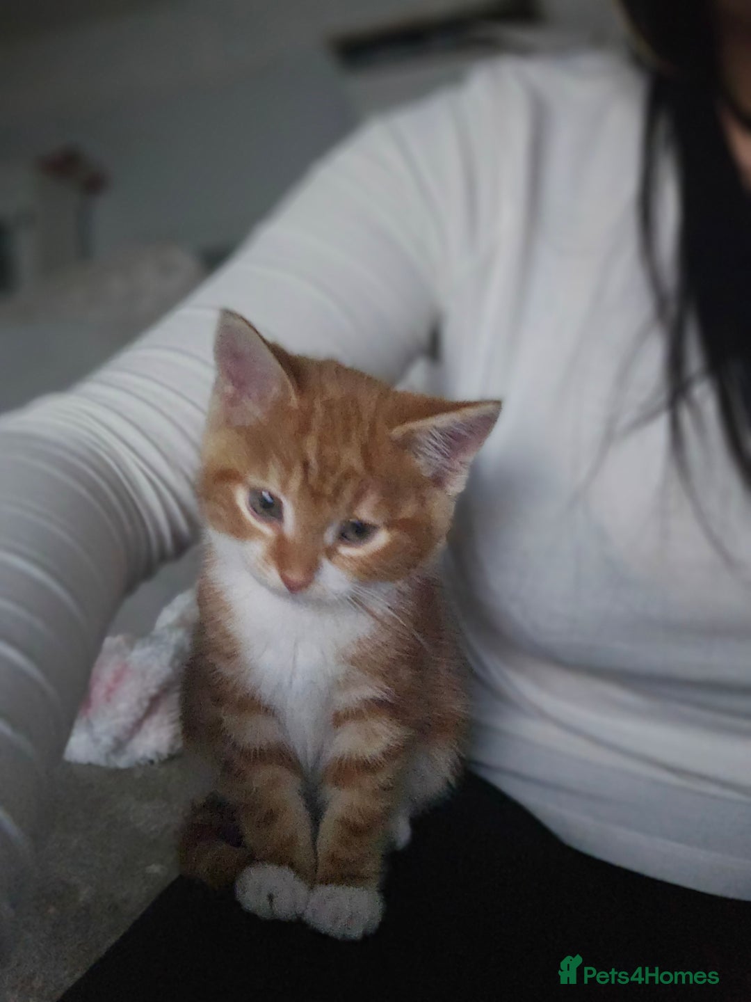 Domestic Shorthair cats for sale: Kittens looking for forever home 🧡🤎🧡 - Image 7