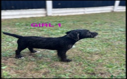 Patterdale Terrier dogs for sale: Patterdale terriers  - Image 1