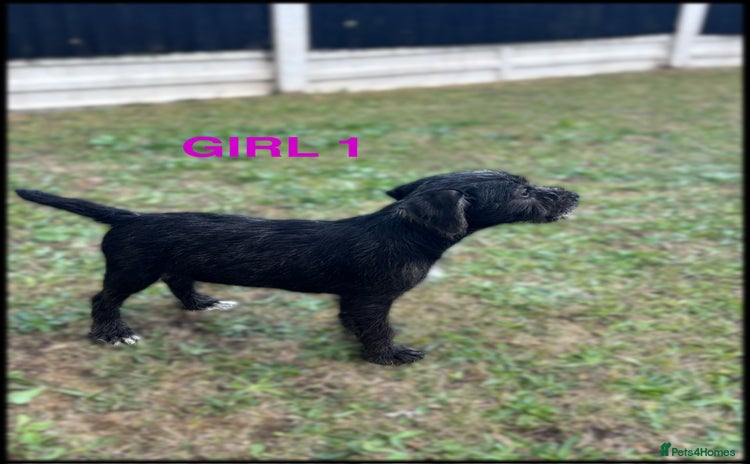 Patterdale Terrier dogs - Advert 1