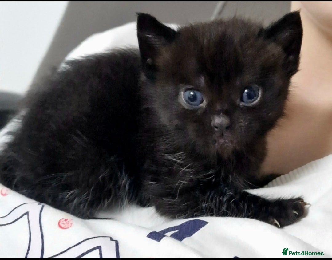 Mixed Breed cats for sale: Three lovely kittens are looking for forever home - Image 20