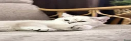 British Shorthair cats for sale: British shorthair  - Advert 2