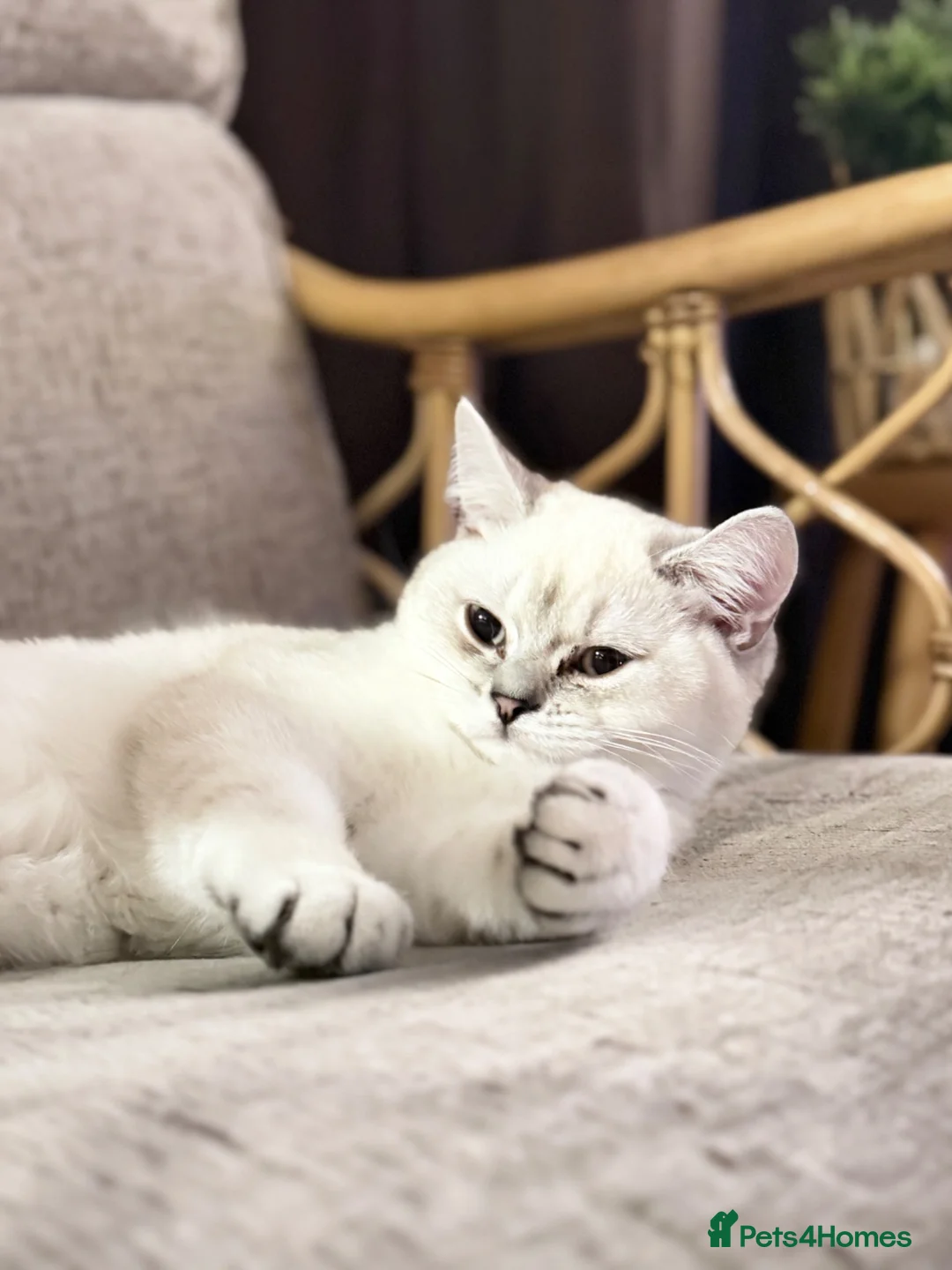 British Shorthair cats for sale: British shorthair  - Advert 2