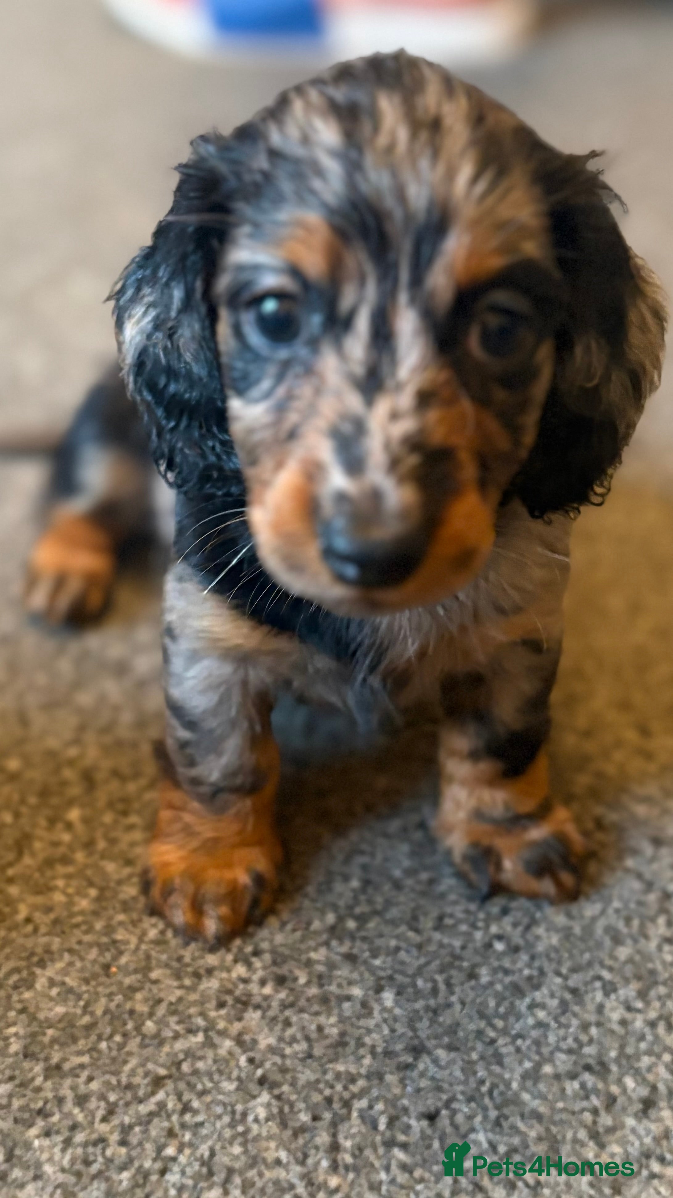 Miniature Dachshund dogs **Reduced** Miniature Long Haired Daschunds - Advert 2