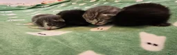 Mixed Breed cats for sale: Kittens girls and boy adorable mixed breed - Advert 3