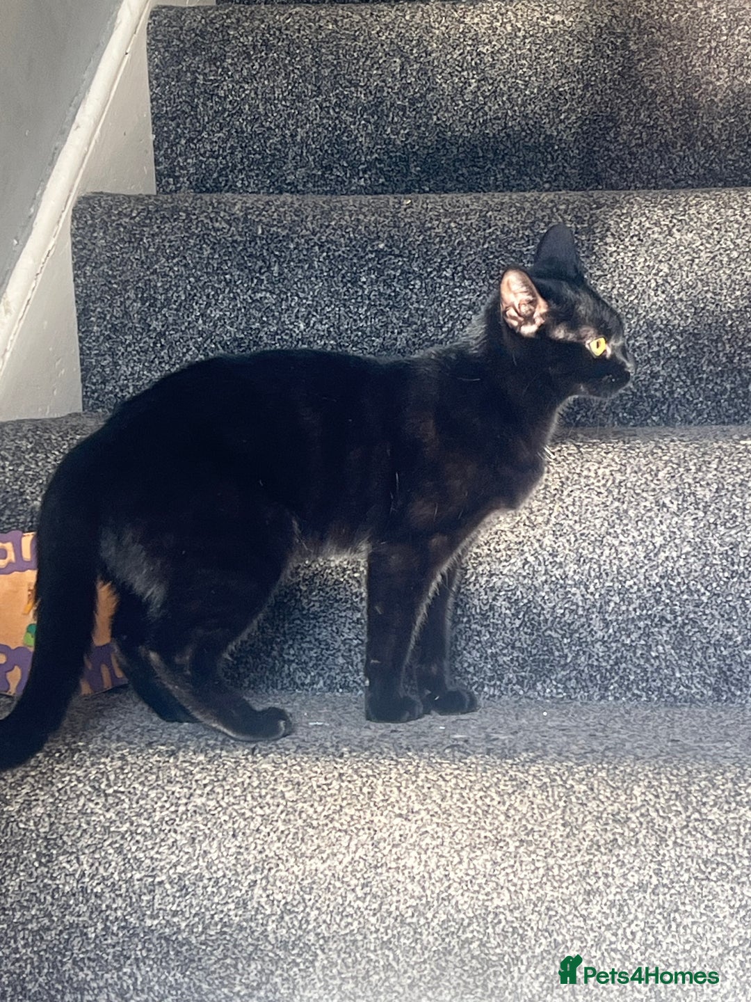 Domestic Shorthair cats for sale: Beautiful black cat looking for new home🐾🩷 - Advert 4