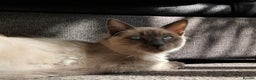Ragdoll cats for sale: Two stunning brothers looking to be rehomed - Advert 4