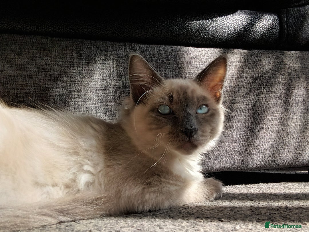 Ragdoll cats for sale: Two stunning brothers looking to be rehomed - Advert 4