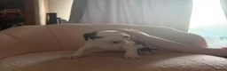 Mixed Breed dogs for sale: Beautiful little of bully/cocker spaniel puppy’s  - Advert 4