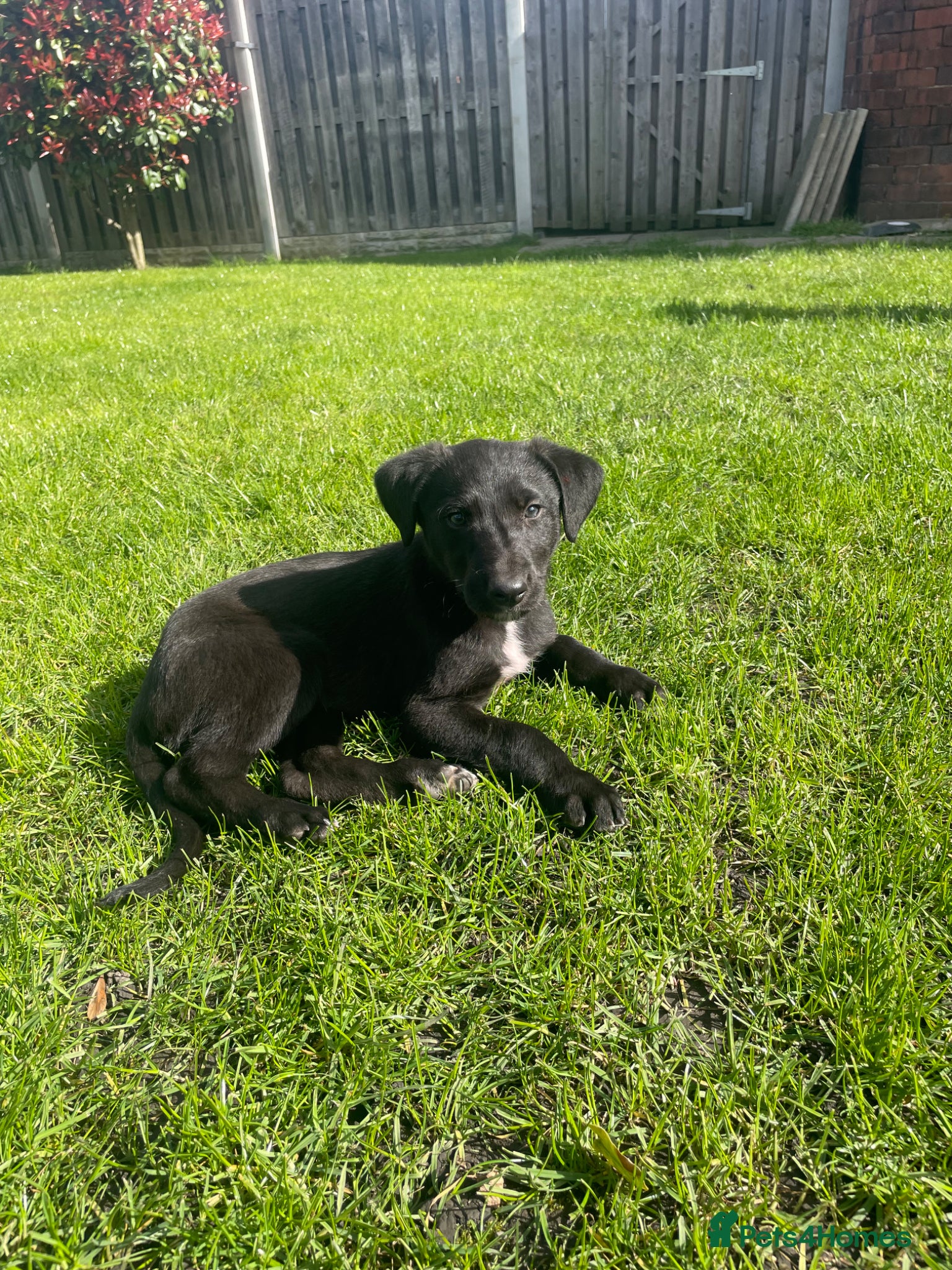 Mixed Breed dogs 3/4greyhound1/4 bedlington - Advert 2