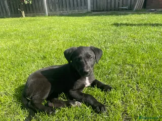 Mixed Breed dogs 3/4greyhound1/4 bedlington - Advert 2