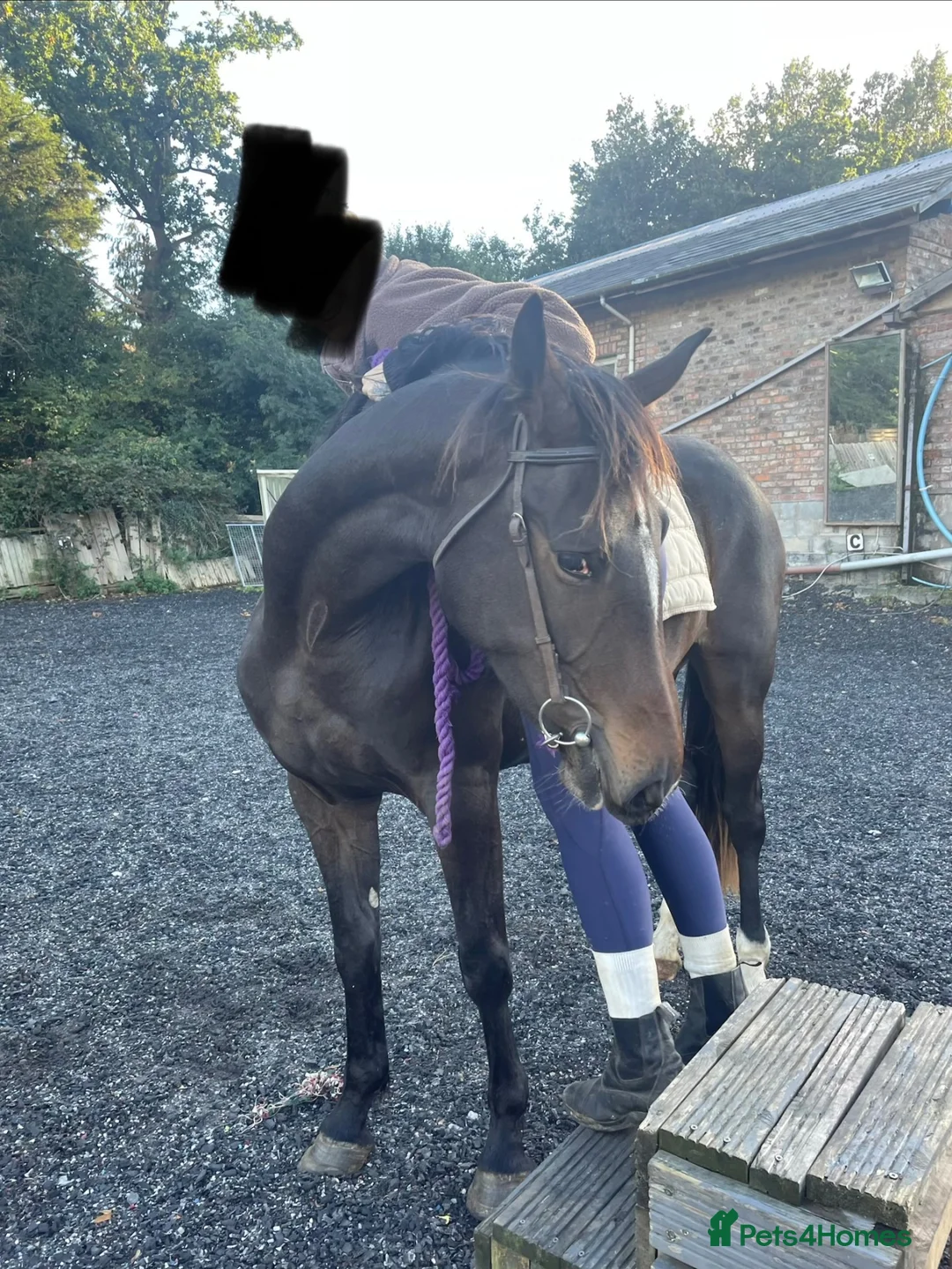 Irish Sports horses for sale: 🌸 Mulberry 17hh,3YO Irish Sport Horse Mare 🌸 in Chester - Advert 2