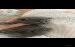British Shorthair cats for sale: British Blue X Ragdoll champion bloodline  - Image 3