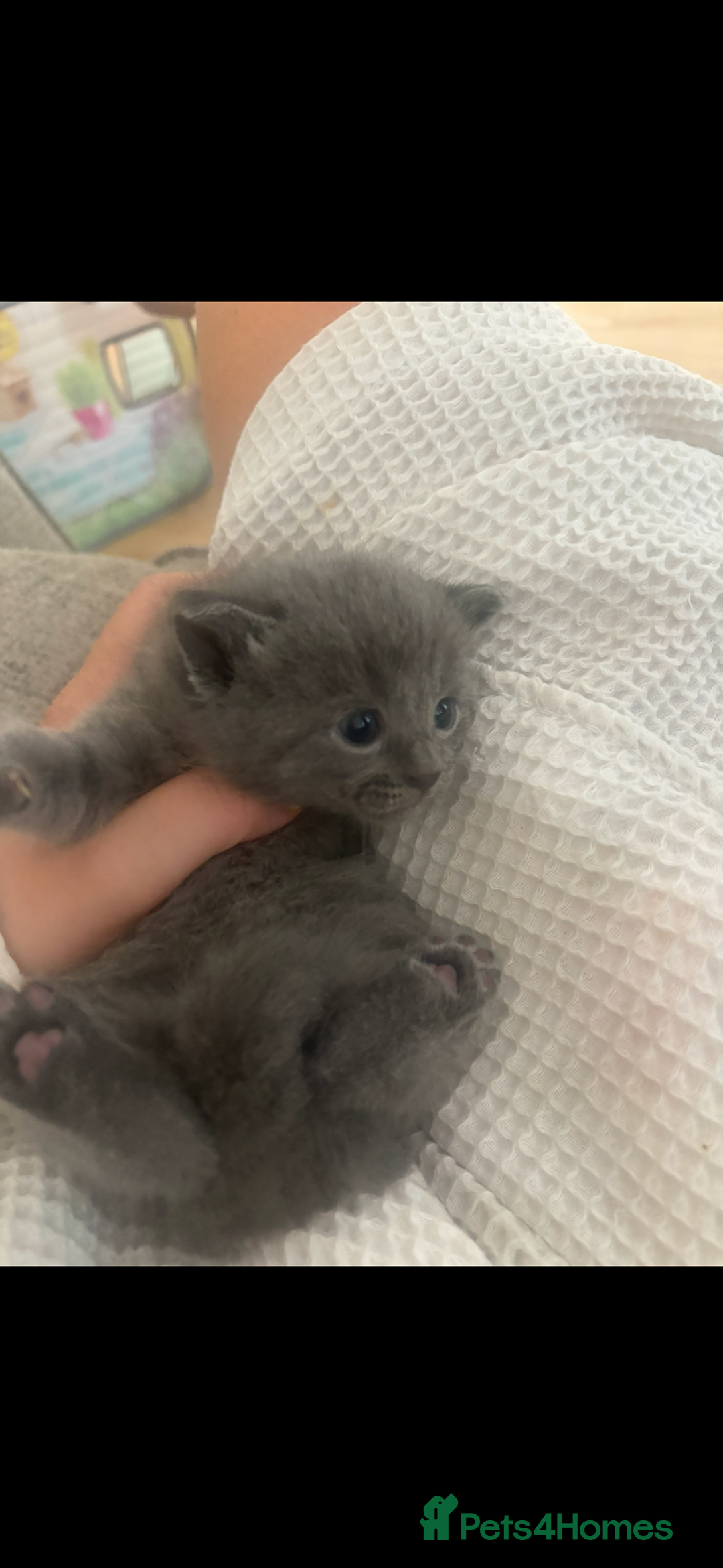 British Shorthair cats for sale: British Blue X Ragdoll champion bloodline  - Image 3