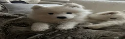 Samoyed dogs for stud:  SAMOYED STUD | CHAMPION BLOODLINE ⭐ - Advert 6