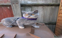 British Shorthair cats for sale: Beautiful female BSH kitten  - Advert 7