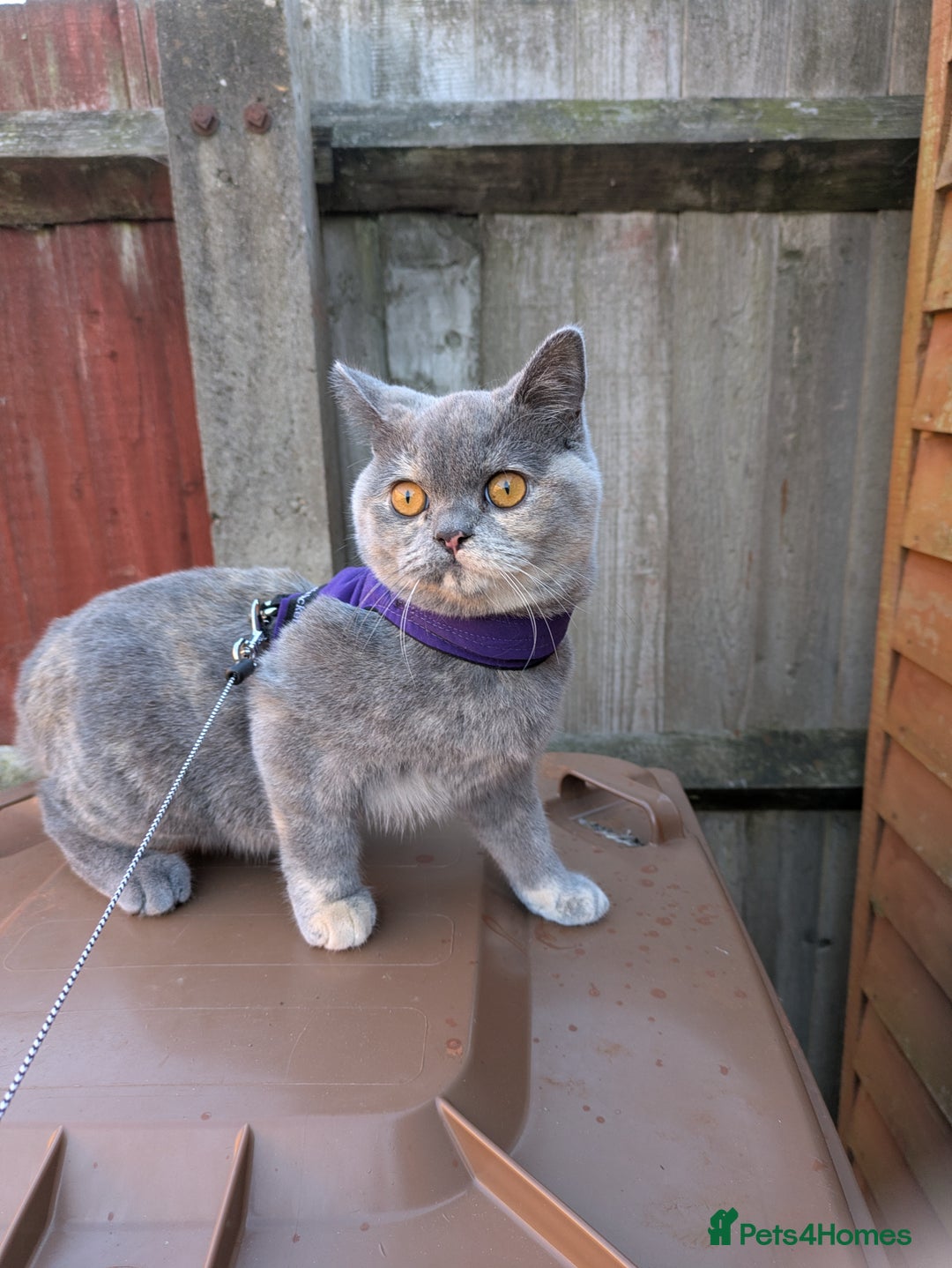 British Shorthair cats for sale: Beautiful female BSH kitten  - Advert 7