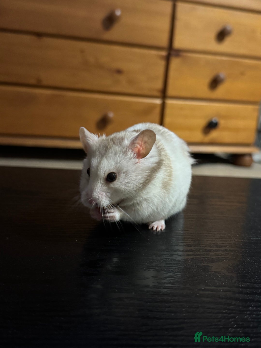 Hamster rodents for sale: Hamster FREE - Advert 2