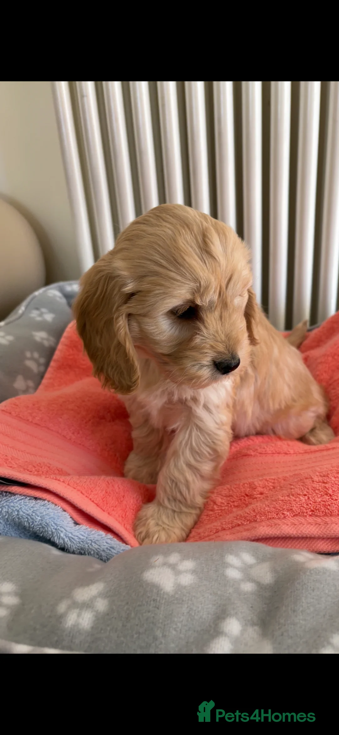 Cockapoo dogs for sale: Cockapoo puppies for sale  - Advert 1