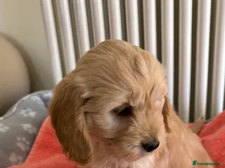 Cockapoo dogs Cockapoo puppies for sale - Advert 1