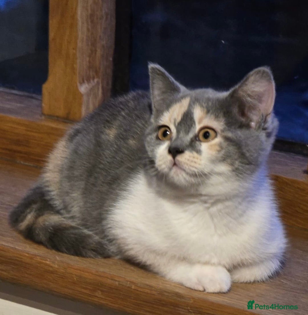 British Shorthair cats for sale: GCCF Pedigree Kittens - Ready Now - Image 11