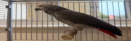 Parrots birds for sale: Beautiful African Grey parrot male in Peterborough - Advert 2