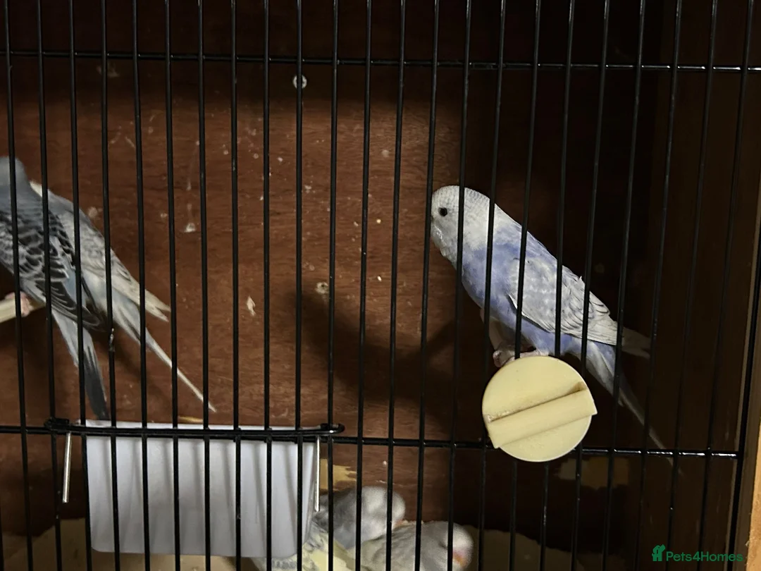 Budgerigars birds for sale: Young Budgies’s ready to leave - Advert 2