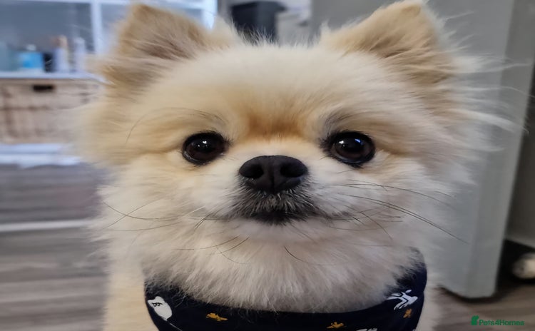 Pomeranian dogs - Advert 8