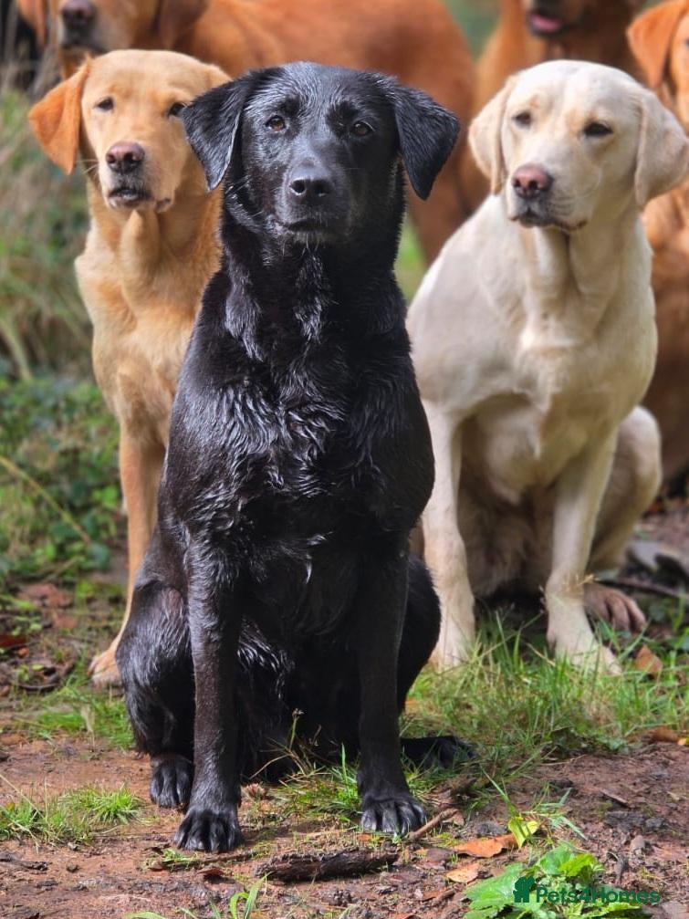 Labrador Retriever dogs for sale: 6y labrador bitch  - Advert 1