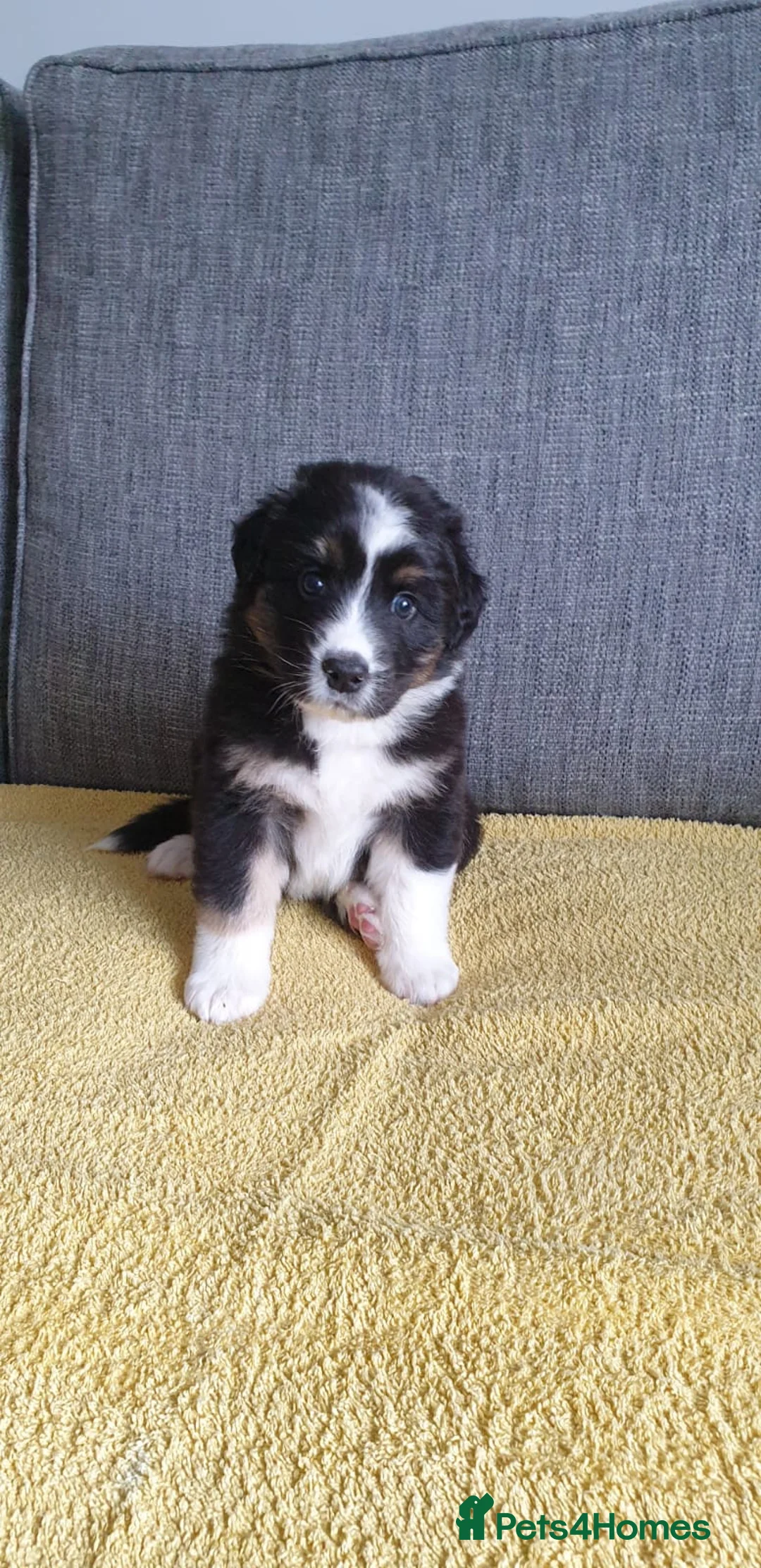 Australian Shepherd dogs for sale: Australian sheperd puppys for sale - Advert 2