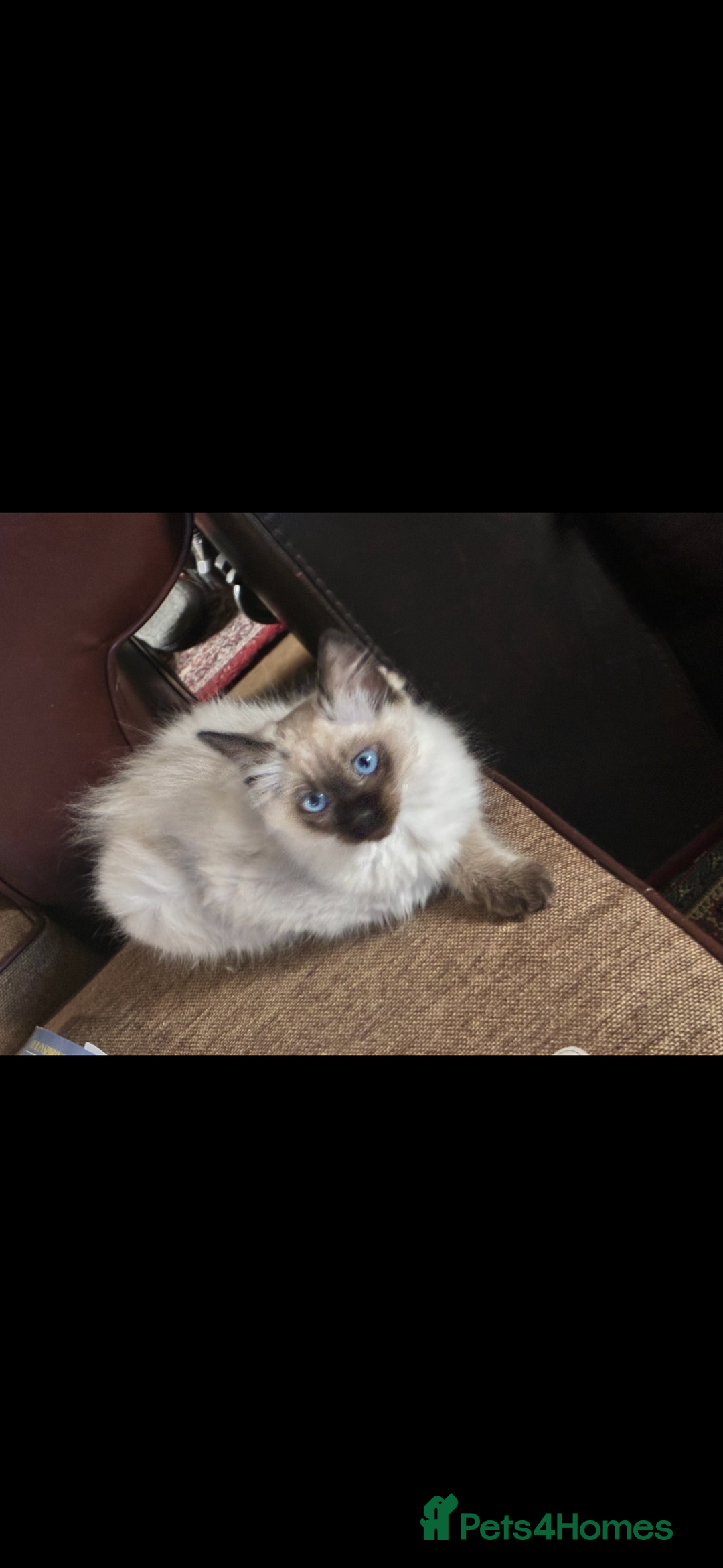 Ragdoll cats for sale: Lovely ragdoll kittens for sale  - Image 13