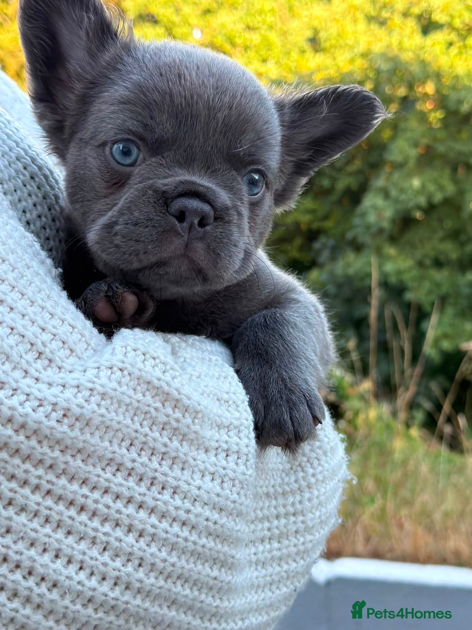 French Bulldog dogs Fluffy French bulldog female puppies  - Advert 5